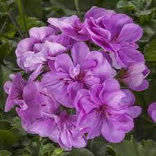 Lavender Pelargonium Peltatum Cuttings - 3 Unrooted 6" Ivy Geraniums for Hanging Baskets, Easy Propagation, Low Maintenance