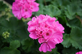 4 Unrooted Bubblegum Pink Pelargonium Zonal Geranium Cuttings - Fresh Live Plants for Garden & Hanging Baskets
