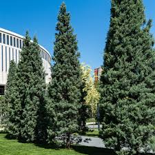 5 Live Carolina Sapphire Cypress Trees - Fast-Growing Evergreen - Cupressus arizonica - 12–24” Silvery-Blue Foliage for Privacy