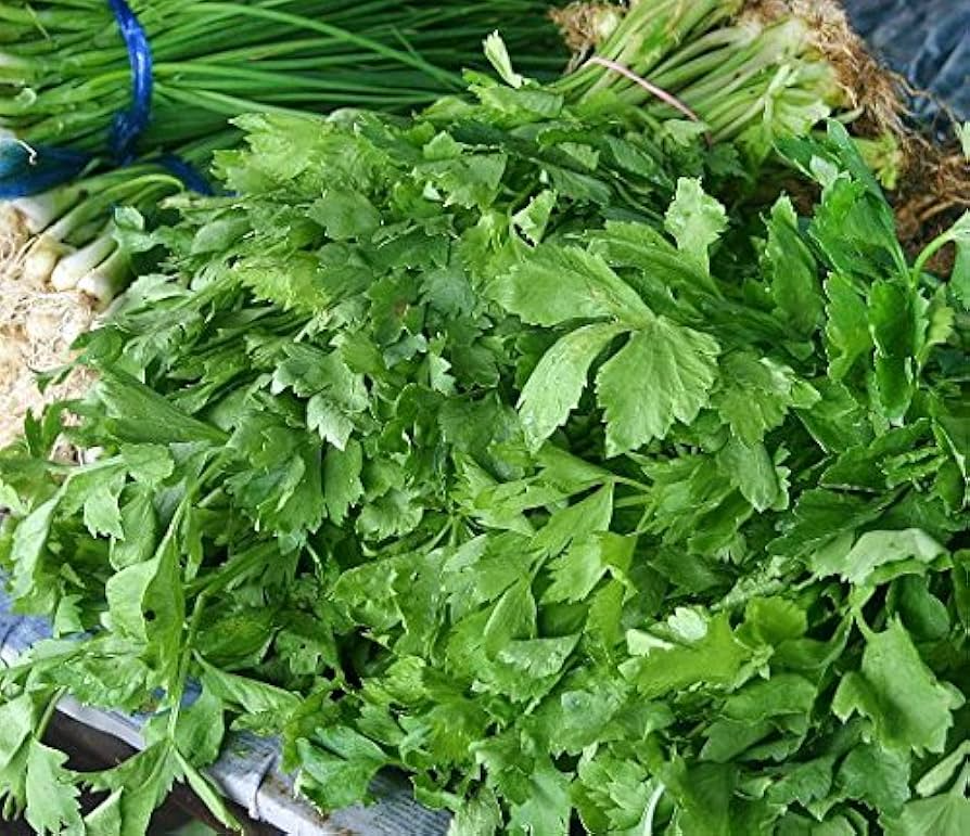1350 Seeds Chinese Celery Kintsai Dark Green Heirloom - Apium graveolens for Planting, Gardening & Culinary Use