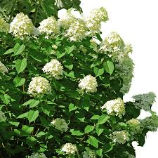 Pee Gee Hydrangea Bare Root Shrubs - 2 Live Plants, White to Pink Blooms, Hydrangea paniculata 'Grandiflora', Zones 3-8