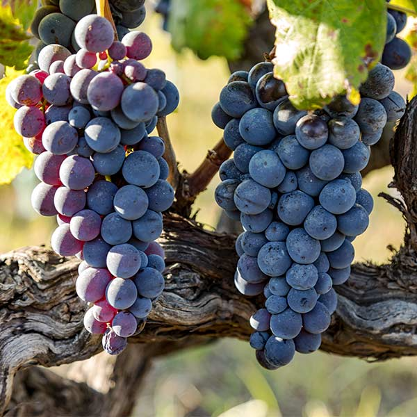 Vitis 'Jupiter' Cuttings - 5 Seedless Grape Stems - Blue Table Grapes - Vitis vinifera - USDA Zones 6-9 - Grape Propagation