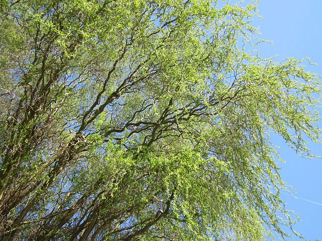 Corkscrew Willow Cuttings - 10 Live Cuttings, Twisted Branches, Salix matsudana 'Tortuosa', USDA Zones 3-10