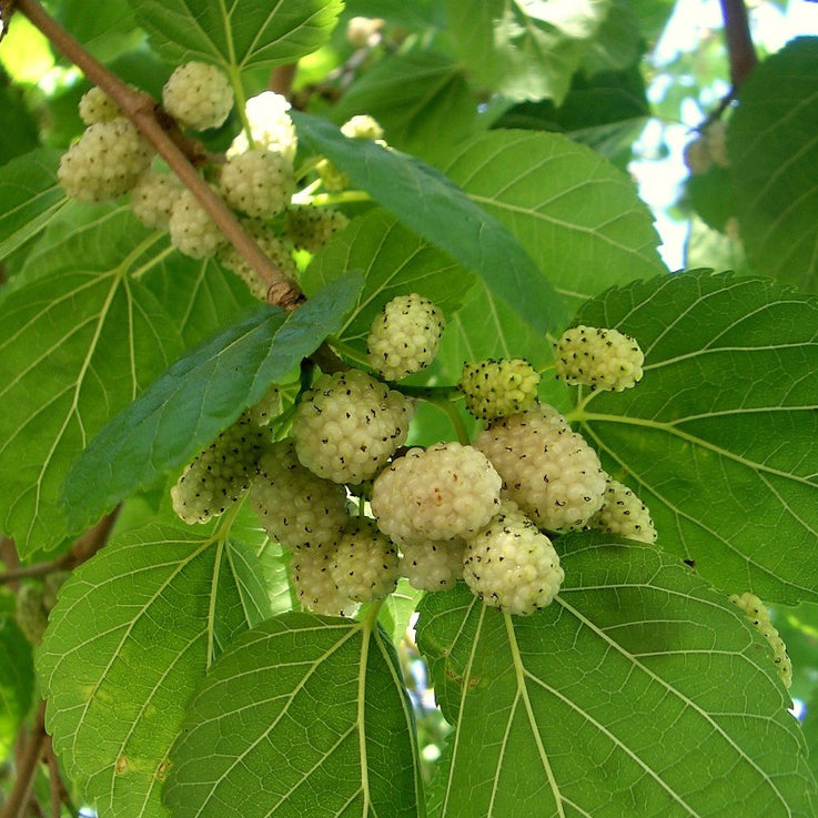 White Mulberry Tree - 1–2 ft Live Bare Root - Morus alba - Fast-Growing Edible Fruit for Wildlife Gardens and Landscapes