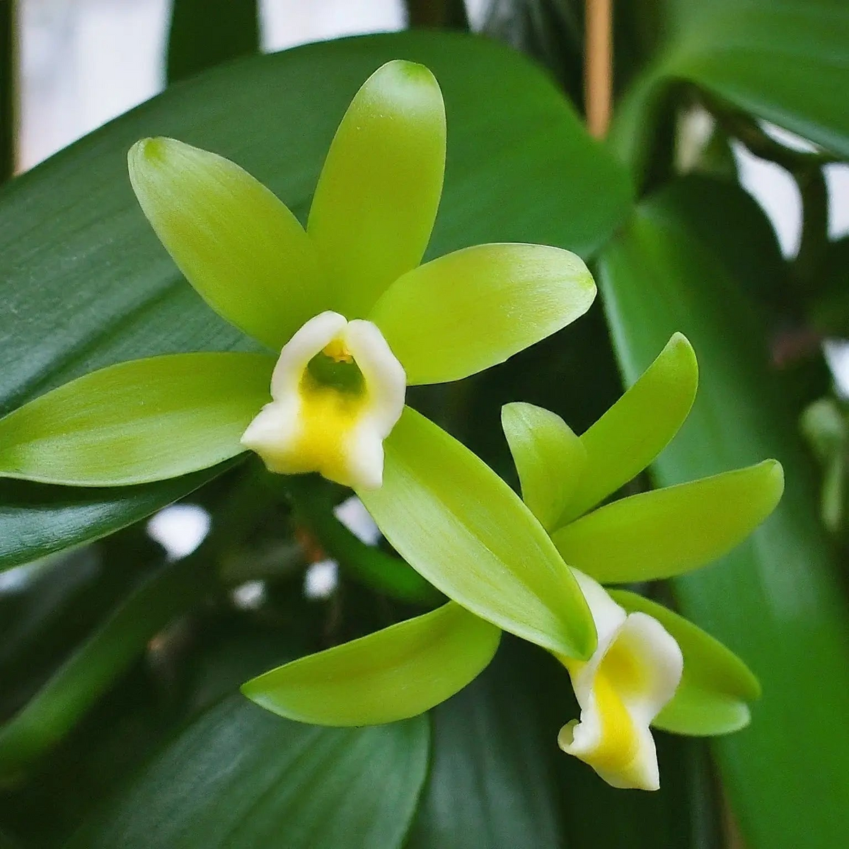 Vanilla Planifolia Cutting - 12" Fresh Orchid Vine for Growing Vanilla Beans - Tropical Fast-Growing Vine, Edible Orchid