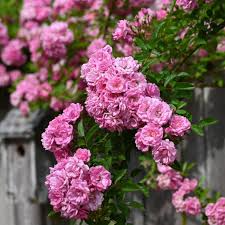 Peggy Martin Rose Cuttings - 5 Pack - Thornless Pink Climber - Disease Resistant - Rosa ‘Peggy Martin’ - Fast Growing