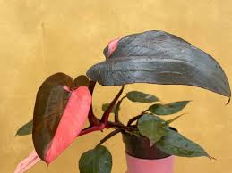 Pink Princess Philodendron Cutting, Unrooted, Rare Variegated Houseplant, Philodendron erubescens, Unique Pink & Green Foliage
