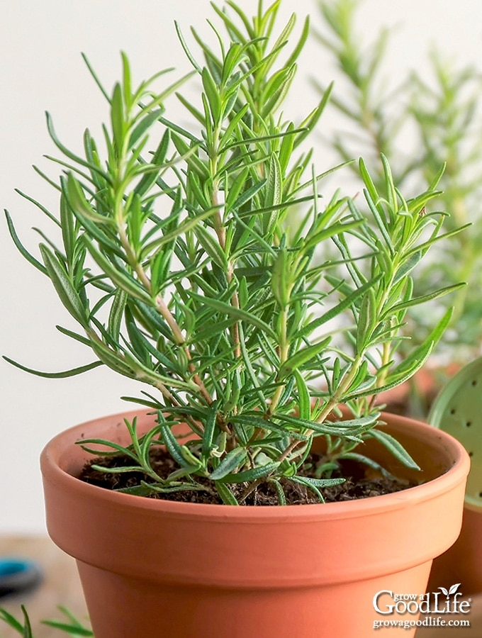 Organic Rosemary Herb Cuttings 10" - 9 Unrooted Fresh Culinary Herbs for Propagation - Rosmarinus Officinalis