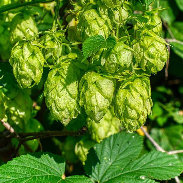 5 Saaz Hops Seeds | Non-GMO Climbing Vine | Humulus lupulus | Fast-Growing for Trellises & Vertical Gardens