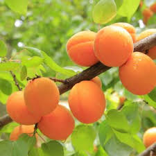6 Unrooted Moongold Apricot Cuttings, Heirloom Sweet Apricot Tree, Prunus armeniaca for Grafting or Rooting