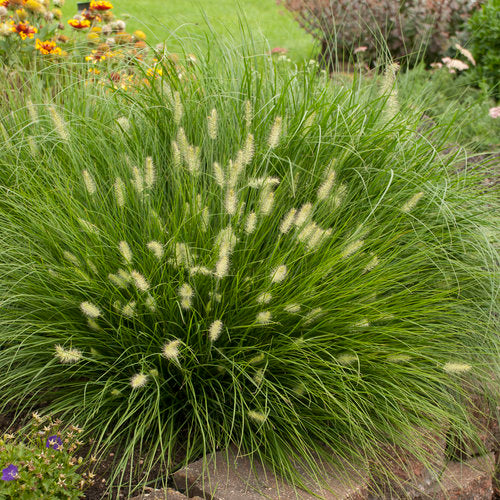 Fountain Grass Clumps - 3 Established Pennisetum alopecuroides - Deer Resistant, Zone 5-9, Moist Soil, Ornamental Grass