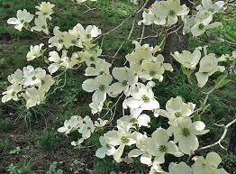 10 Flowering Dogwood Seeds | Cornus florida | Non-GMO Ornamental Tree for Landscaping & Wildlife Gardens