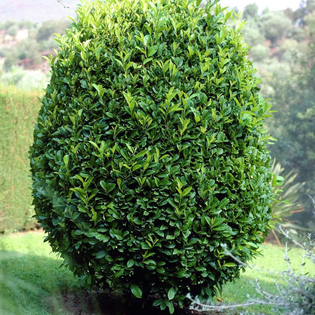 5 Unrooted Sweet Laurel Bay Tree Cuttings 6-8" Aromatic Herb Laurus nobilis Ideal for Culinary Gardens Easy to Grow