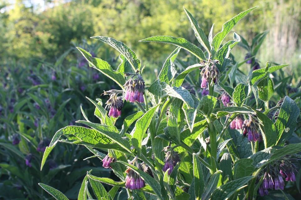 10 Unrooted Cuttings Russian Comfrey Bocking 14 Cultivar Symphytum x uplandicum Organic Herb Easy to Grow Starter