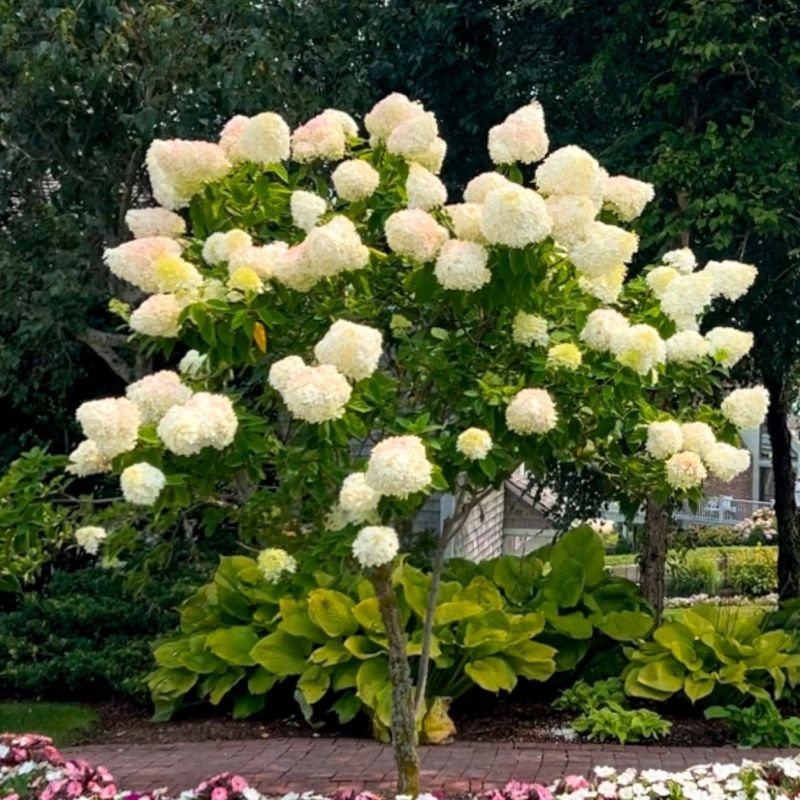 Limelight Hydrangea Cuttings (6) - Rooted 6-10 Inch - White Cone Flowers - Hydrangea paniculata 'Limelight' - Zones 3-8