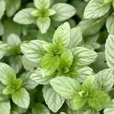 100 Peppermint Seeds | Mentha × piperita | Non-GMO Culinary Herb for Tea & Baking | Perennial Mint for Containers & Gardens