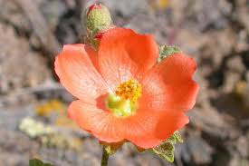 80 Monroe's Globemallow Seeds | Vibrant Orange Flowering Shrub | Drought-Tolerant Sphaeralcea munroana for Low-Maintenance Gardens