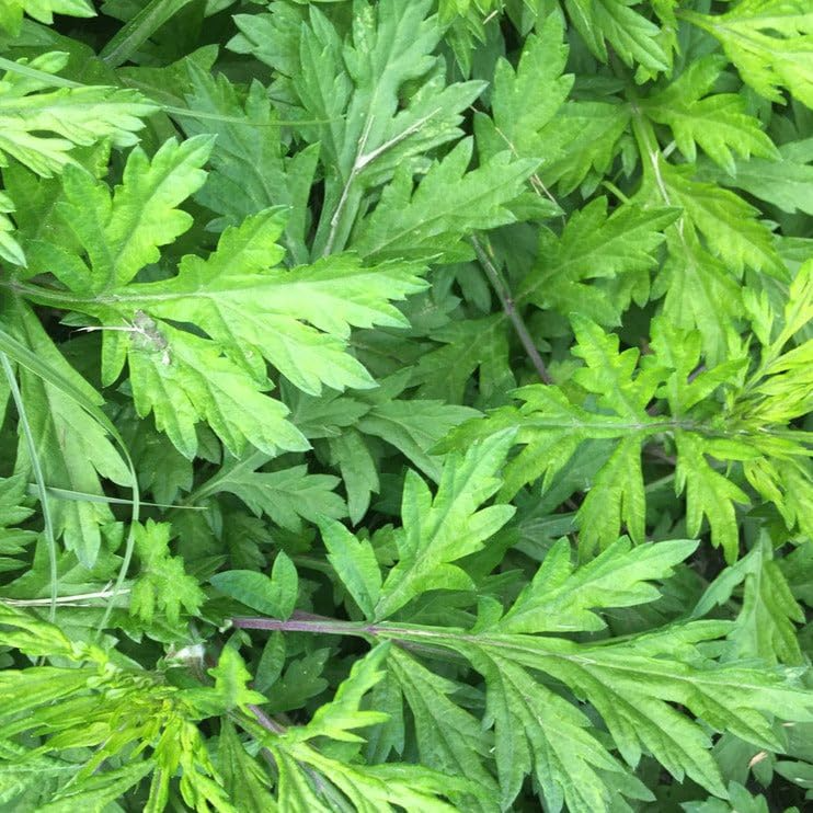 100 Seeds Japanese Mugwort Herb for Planting, Culinary Aromatic Herb, Artemisia princeps (Yomogi)