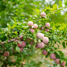 Japanese Yellow Plum Cuttings - 4 Count - Prunus salicina - Fruit Tree Propagation for Garden and Orchard
