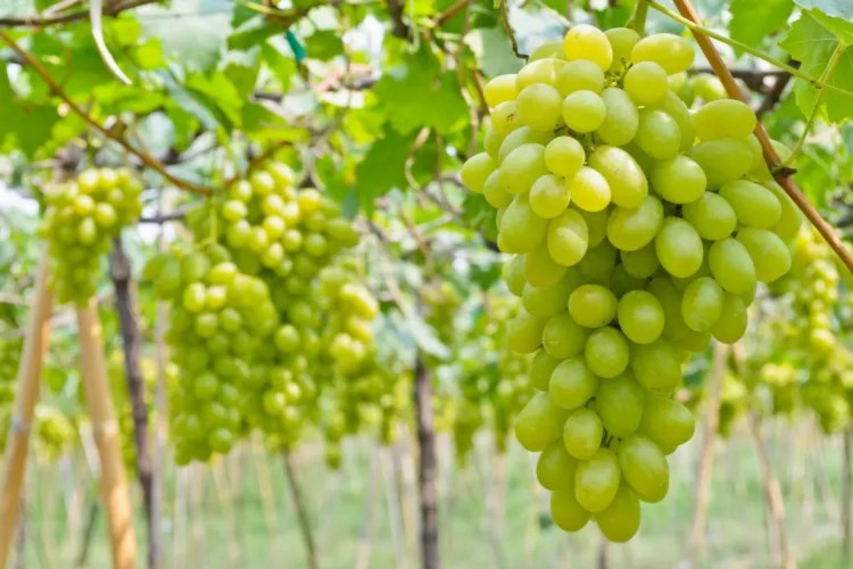 Cotton Candy Grape Cuttings, 4 Unrooted Hardwood Clippings, Sweet Fruit, Vitis spp., USDA Zones 7-10, Edible Garden