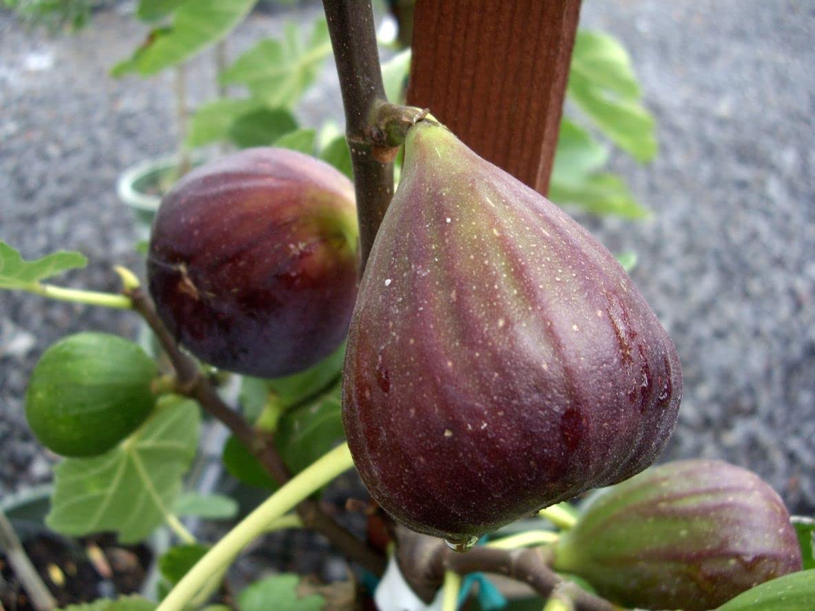 3 Olympian Fig Trees - Live Starter Plants - Ficus carica - Cold Hardy Edible Fruit - Sweet Purple Figs for Gardens & Containers