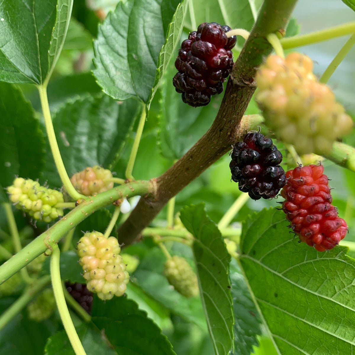 Illinois Everbearing Mulberry Cuttings - 5 Live 6-10" Scion Wood, Morus spp., Fruit Tree for Propagation