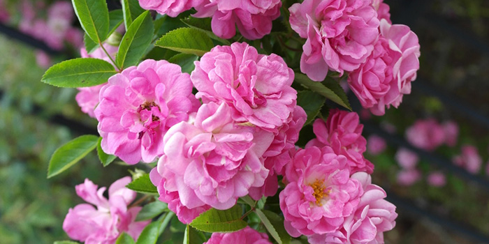 5 Unrooted Peggy Martin Rose Cuttings - Katrina Rose, Hardy Climbing, Pink Blooms, Rosa 'Katrina'