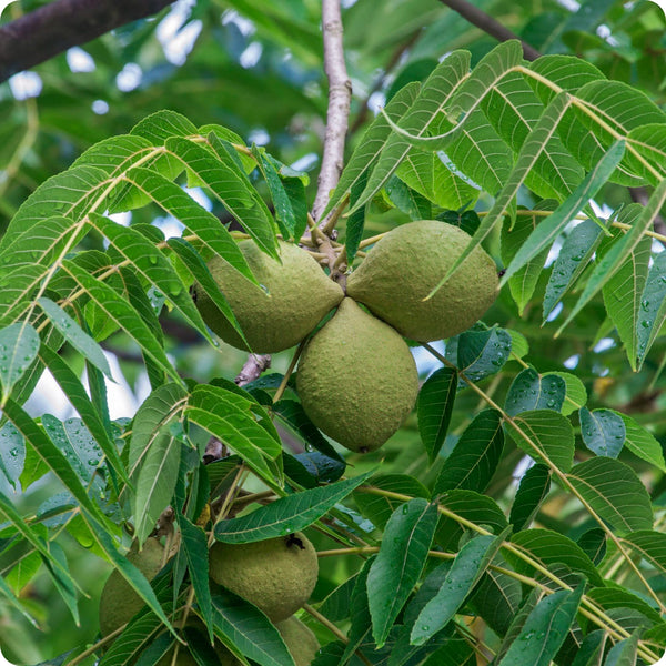 10 Black Walnut Tree Seeds - Juglans nigra, Fast-Growing Hardy Nut Tree for Landscaping, Edible Walnuts, Cold-Hardy Variety