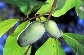 5 Pawpaw Trees - 6–8” Bare Root - Asimina triloba - Native Edible Fruit Tree for Landscaping & Food Forests