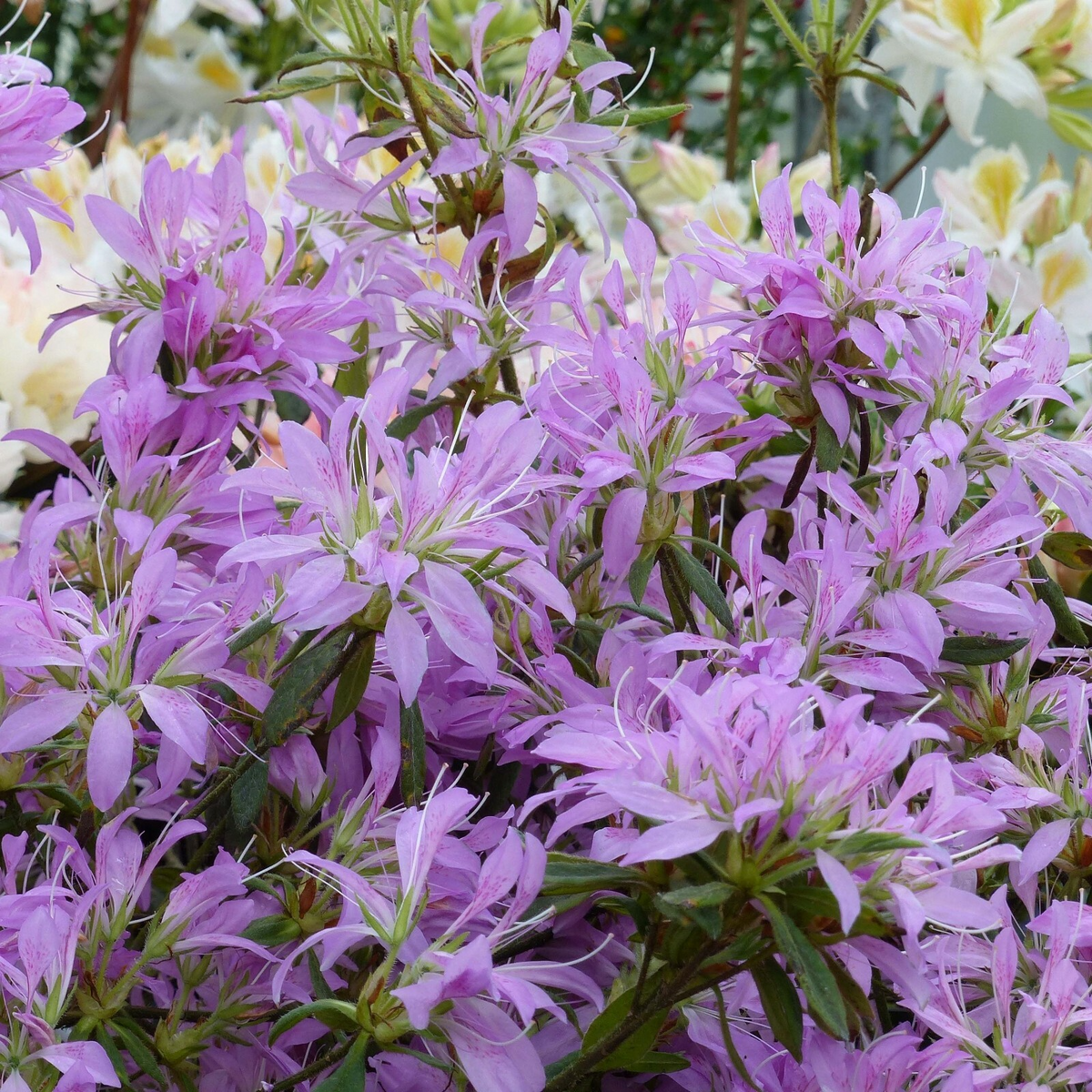 Koromo Shikibu Azalea Starter Plant 2-8 Inches - Rhododendron spp. Deciduous Flowering Shrub for Partial Shade Gardens