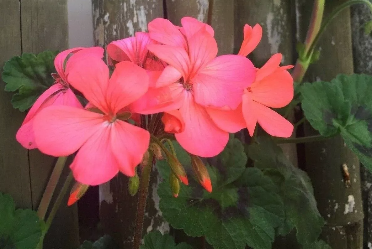 Zonal Geranium Cuttings - 4 Orange-Pink Flower Stems, Pelargonium zonale, Unrooted, USDA Zones 9-11, Full Sun Plants