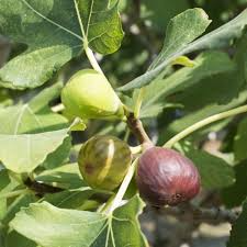 Celeste Fig Cuttings 6" or Longer - 5 Unrooted Scions for Propagation - Ficus carica - Ideal for Home Garden and Grafting