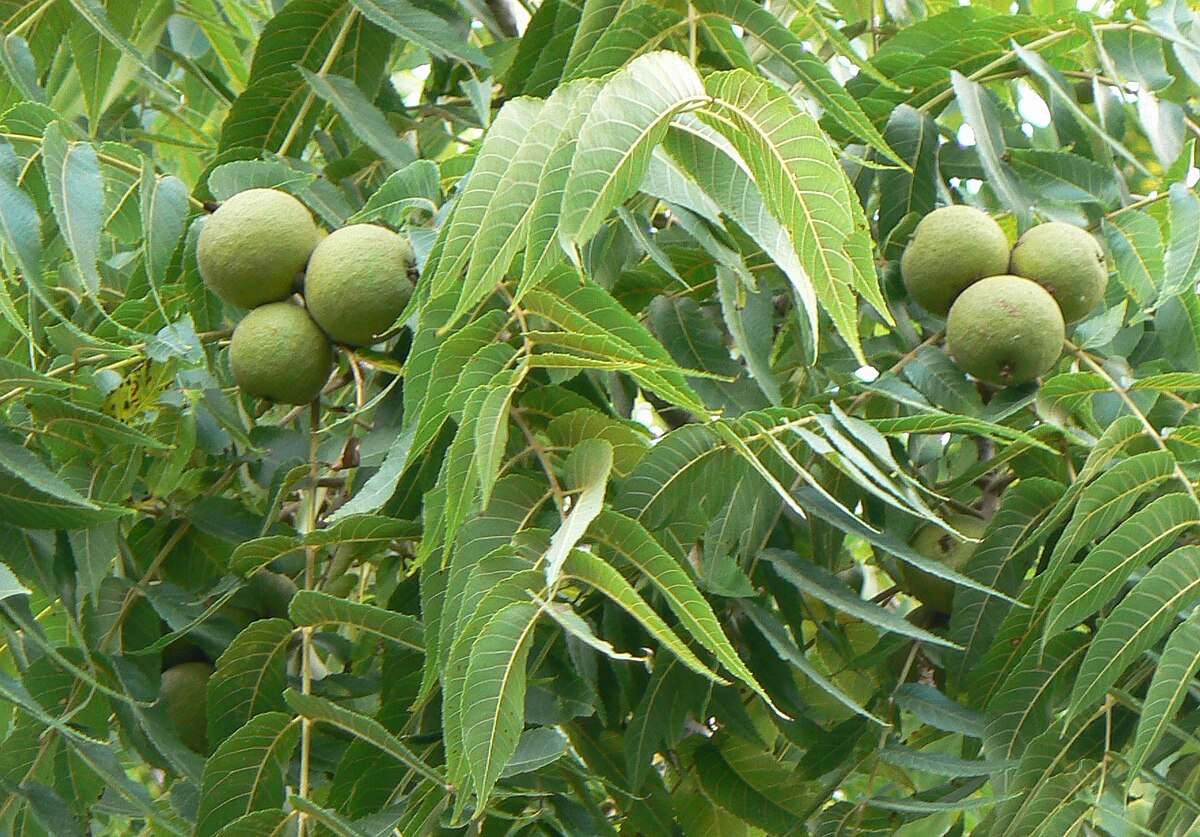 16 Unrooted Black Walnut Tree Cuttings - Juglans Nigra, Edible Nut, Wildlife-Friendly, Hardy Propagation Scions