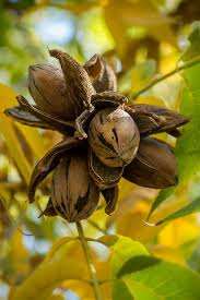 Hardy Pecan Tree 12-24” Bare Root Edible Nut Tree Carya illinoinensis for Orchards, Yards & Landscapes