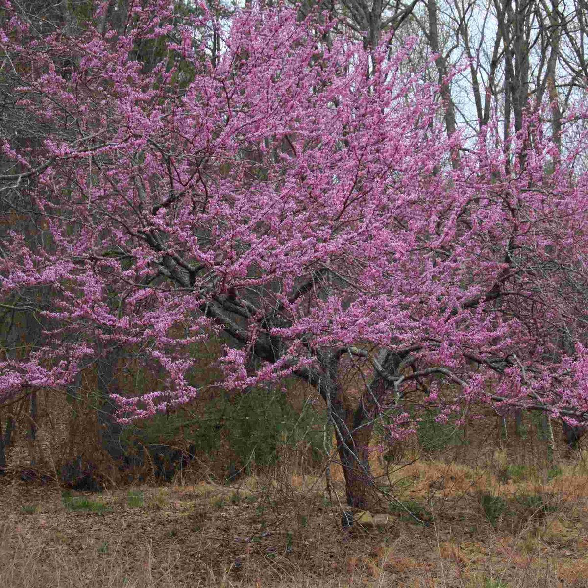 Eastern Redbud Tree - 14–18” Bare Root - Cercis canadensis - Native Flowering Tree with Rose-Pink Blooms for Landscape & Wildlife