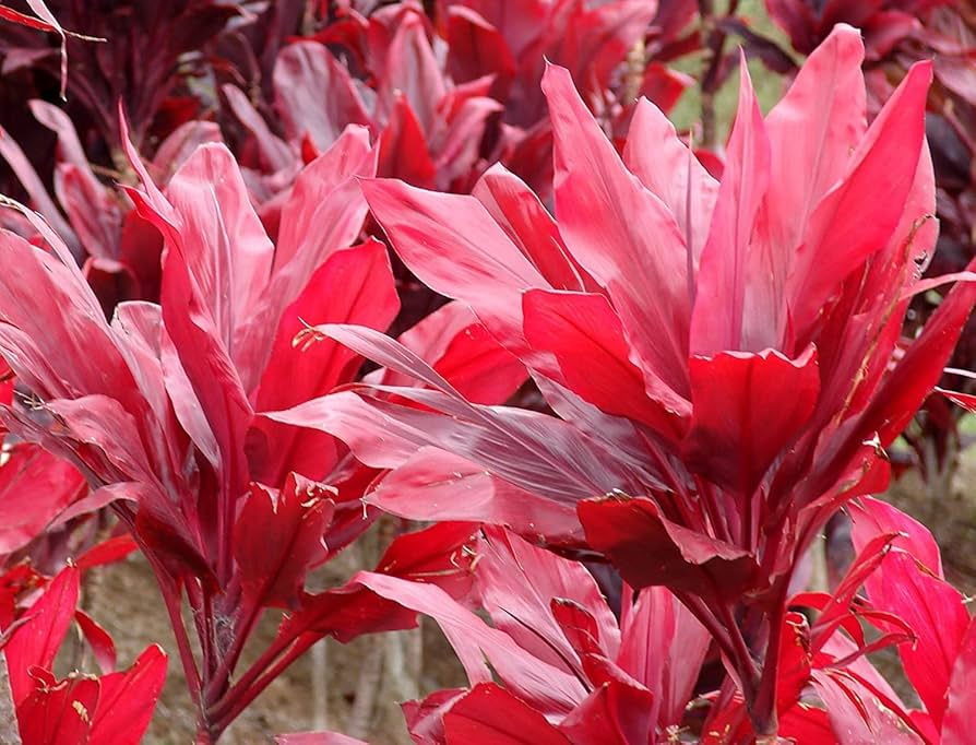 Red Ti Leaf Cuttings (3) - 6 Inch Logs - Cordyline fruticosa - Hawaiian Grown - Tropical Foliage Plants