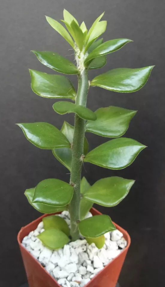 Pereskiopsis Cuttings, 10 Fast-Growing Grafting Stock Stems, 2-4" Length, Pereskiopsis sp., USDA Zones 10-12