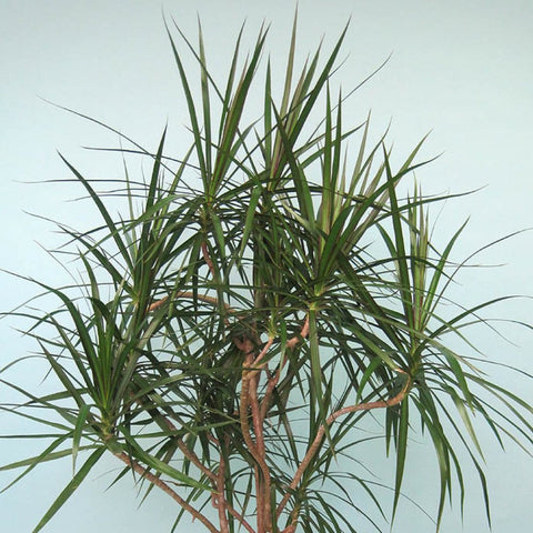 Dracaena Marginata Cuttings 7-Pack 6-8" Madagascar Dragon Tree Air Purifying Houseplant - Tropical Evergreen