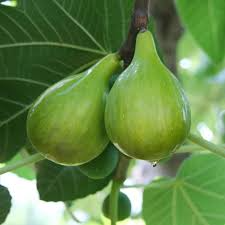 6 pcs Fig Lattarula Cuttings 6-8" - Italian Honey Fig Tree - Ficus carica - Sweet Fruit for Home Garden & Orchards
