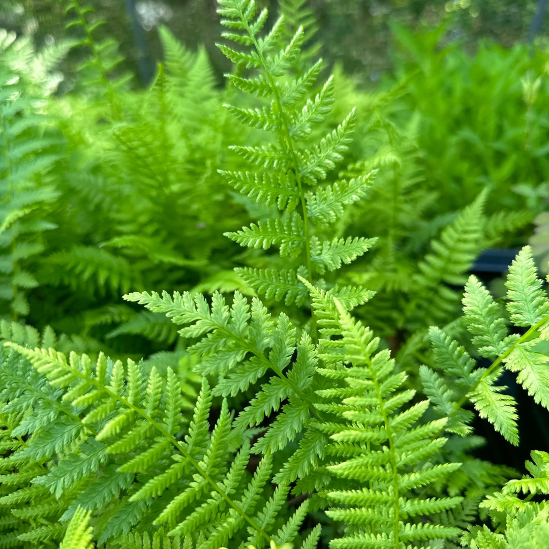 3 Bare Root Lady Fern Plants - Athyrium filix-femina | Shade-Loving Native Perennial Fern for Woodland Gardens