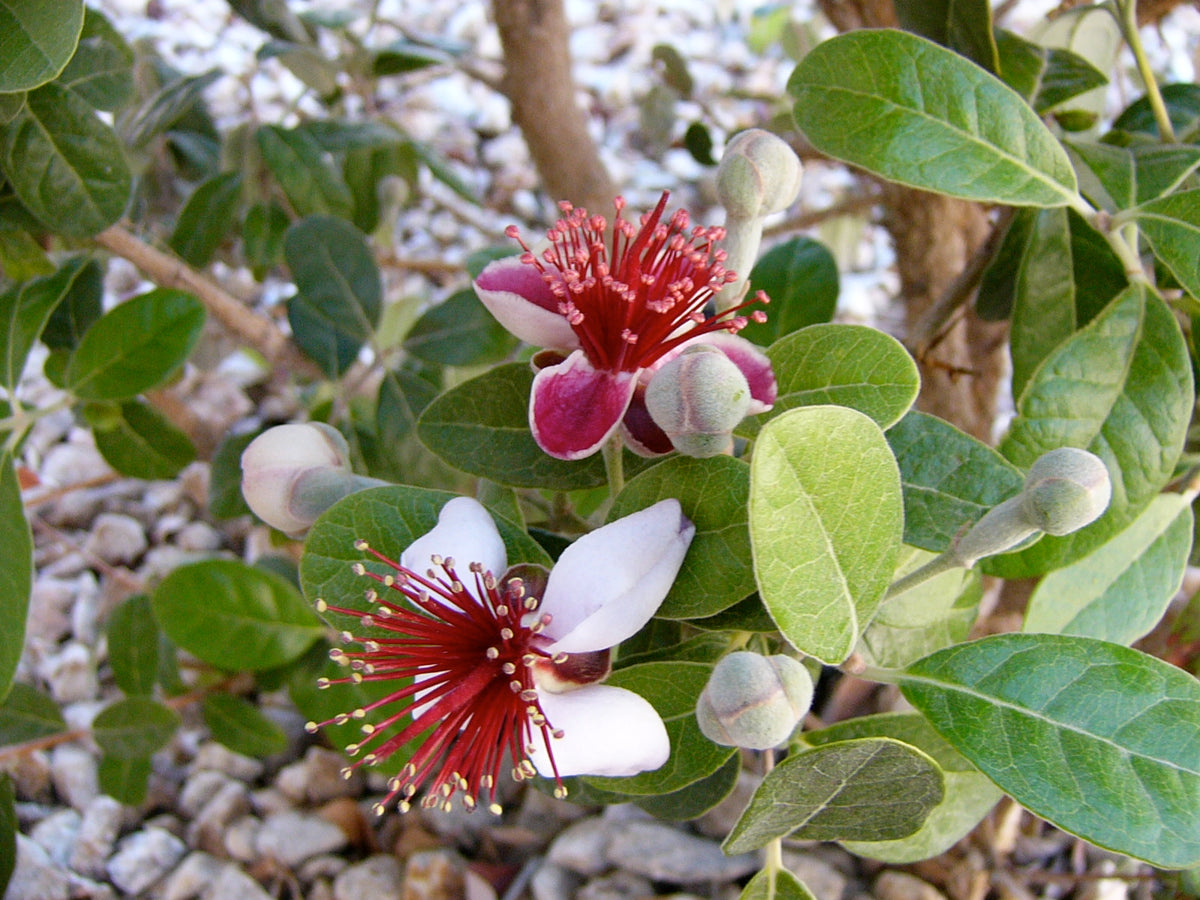 Pineapple Guava Tree Cuttings - Self-Fertile Acca sellowiana - Edible Flowers & Fruit - USDA Zones 8-11 - Evergreen