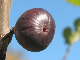 Kathleen's Black Fig Unrooted Cutting 8 Inches Ficus carica - Premium Propagation Cutting for Rooting & Grafting