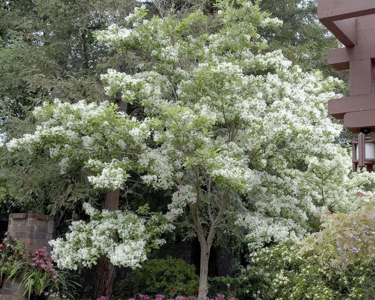 Fringe Tree Cuttings (5+) - Chionanthus virginicus - Native Flowering Shrub - Fragrant White Flowers - Pollinator Friendly