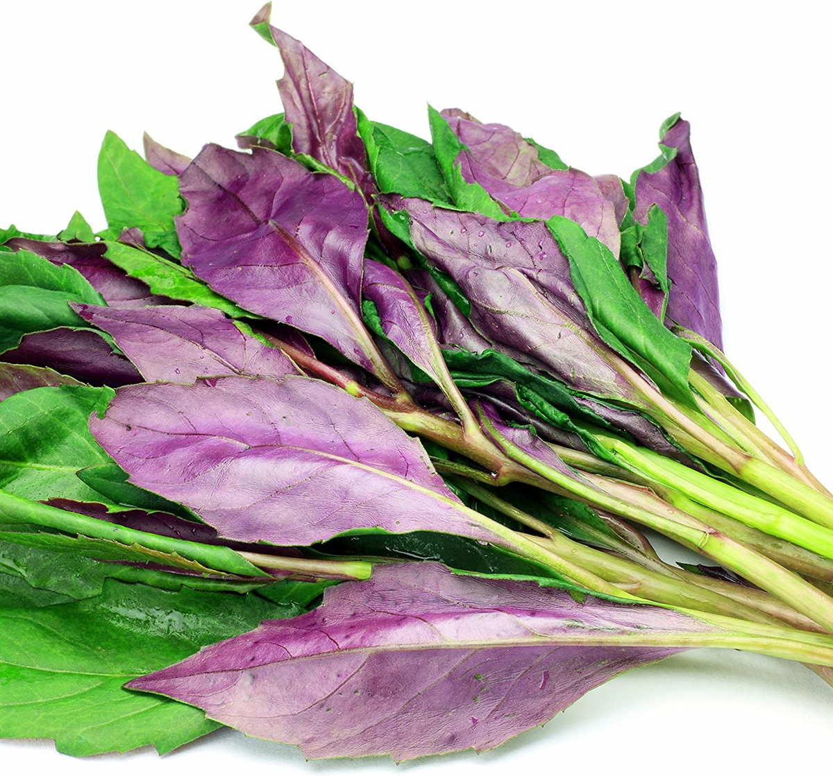 3 Live Okinawa Spinach Plants - Gynura crepioides | Edible Perennial Green for Warm Climates & Containers