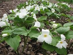 5 Bare Root White Trillium Plants - Trillium grandiflorum | Native Shade Wildflower for Woodland Gardens
