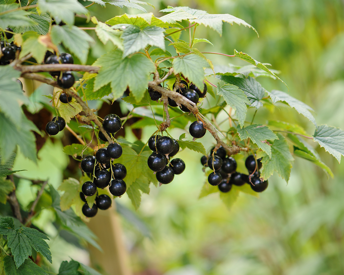 Black Currant Cuttings - 12 Live 10" Stems, Ribes nigrum, Edible Fruit Shrub for Garden Propagation