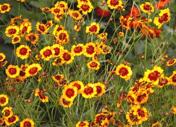 Plains Coreopsis Seeds - Vibrant Yellow & Red Wildflowers - Coreopsis tinctoria - Pollinator-Friendly Annuals for Gardens