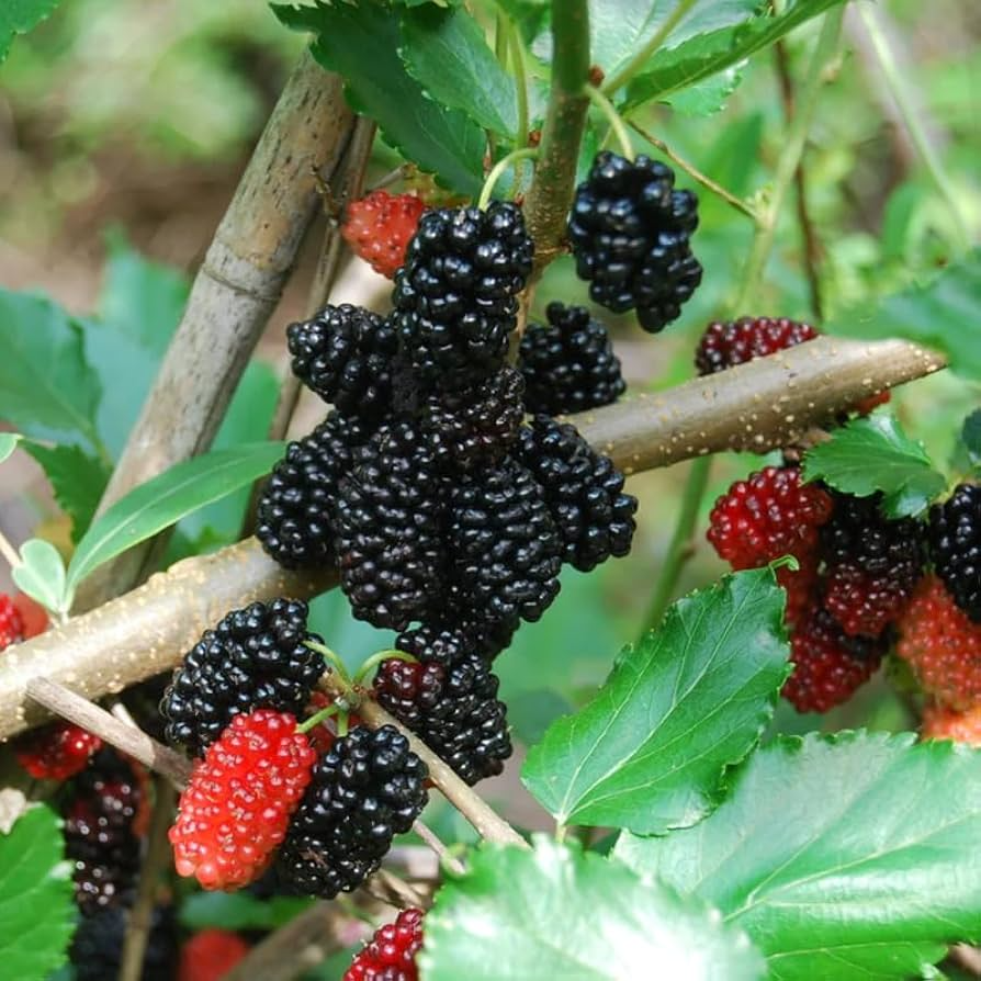 Dwarf Everbearing Mulberry Trees Set of 5 - Morus nigra | Live Starter Plants for Containers & Gardens | Edible Fruit Tree