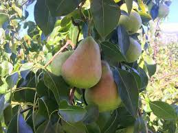 3 Unrooted Shenandoah Pear Tree Scions 10-12 Inches for Grafting, Pyrus communis, Sweet Pear, Fruit Tree Propagation