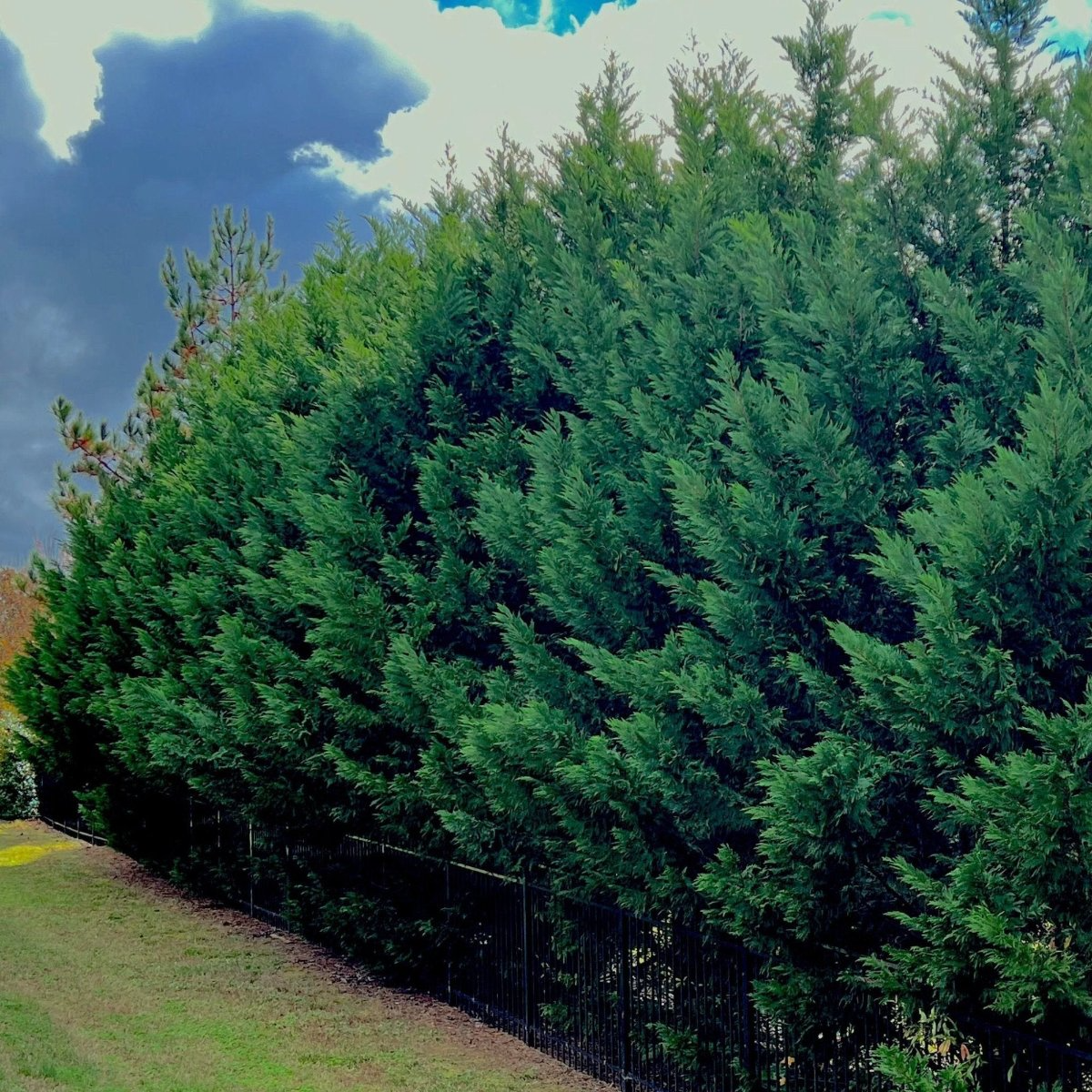 Leyland Cypress Cuttings 10 Pack - Fast Growing Evergreen Hedge - ×Cupressocyparis leylandii - Privacy Screen for Zones 6-10